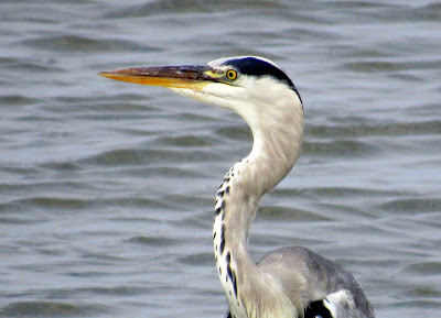 Garza real en el Parque Ornitológico Pont de Gau