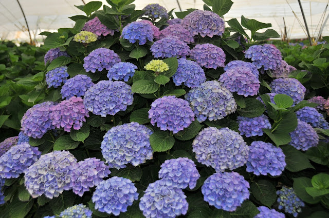 blue hydrangea