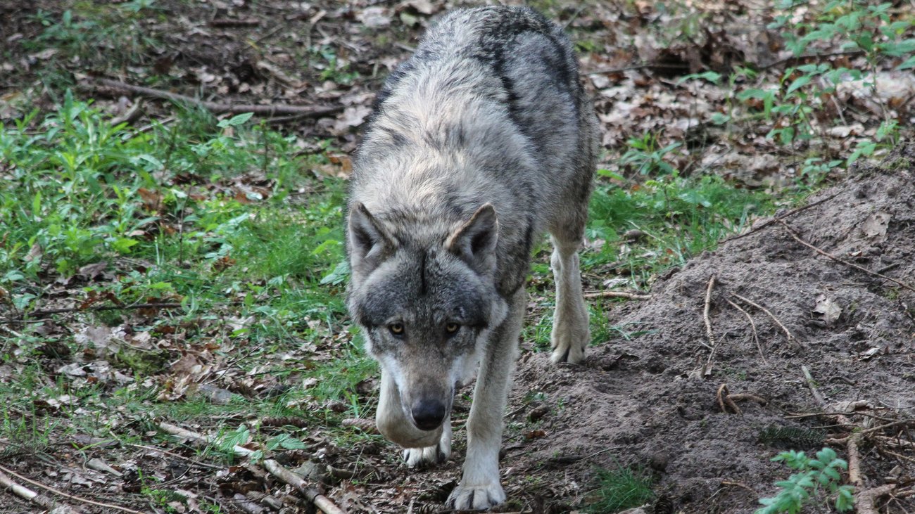 amerikanischer wolfshund - woodenbild :)