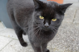Superstición en la masonería Gato negro