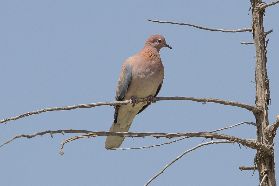 Quraish Valley – Tanoumah Laughing Dove