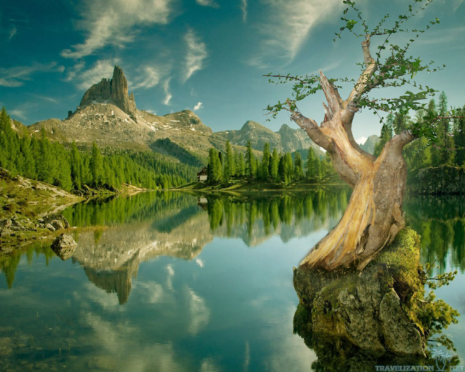 BONSAI GAYA AIR TERJUN CASCADE / KANGAI BANYAK DIMINATI