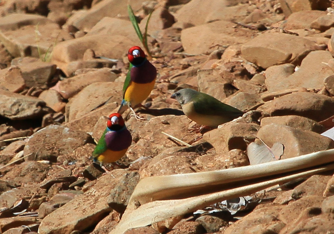Richard Waring's Birds of Australia: Gouldian Finches - in the wild, photos