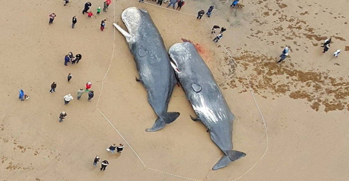 Whales Dying From Plastic Pollution Are a Grave Reminder to Give Up Our