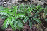 http://sciencythoughts.blogspot.co.uk/2015/02/trying-to-save-sinkhole-cycad.html