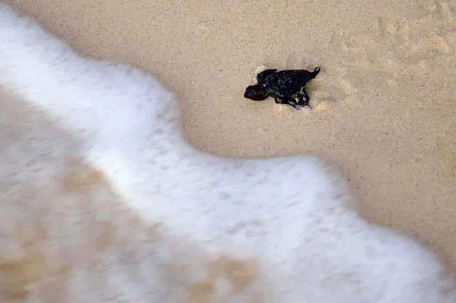 baby turtle runs for sea