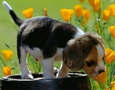Perro Foto de perro cachorro con orejas grandes