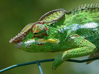 Furcifer pardalis - Caméléon panthère - Endormi Furcifer pardalis - Caméléon panthère - Endormi