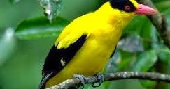 Ciri Ciri Burung Kepodang Jantan