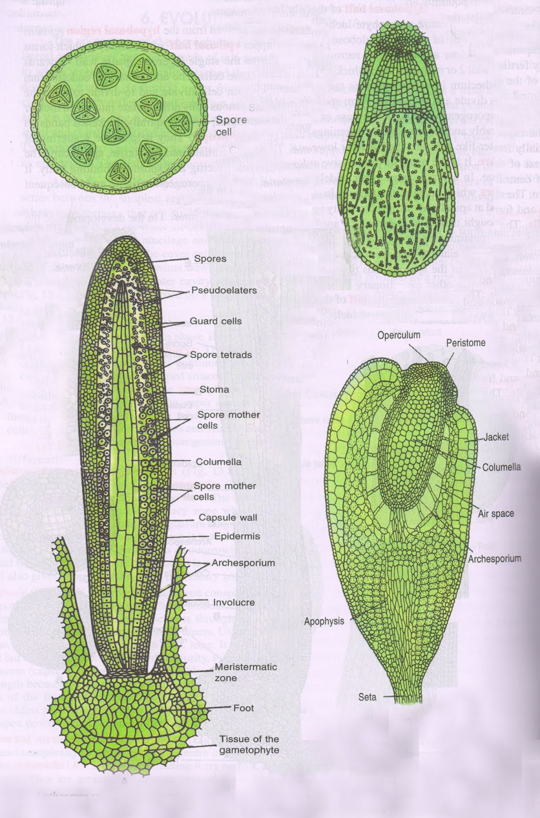 COMPARISON OF SPOROPHYTE OF BRYOPHYTES