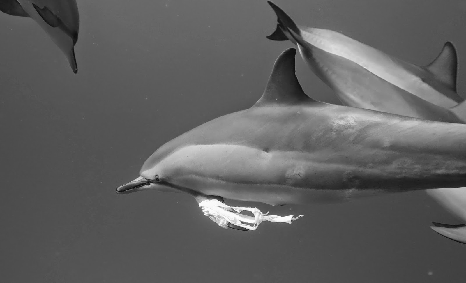 Swim With Dolphins Snorkel With Manta Rays Whale Watching Boat Tours 