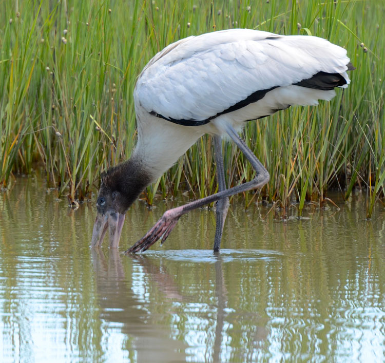 Red and the Peanut Wood Storks and their unique way of feeding...