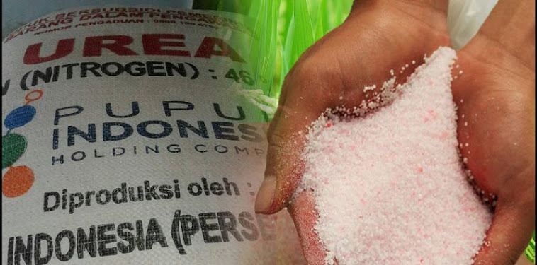 Cara Menggunakan Pupuk Urea Dengan Baik dan Benar Cara Menggunakan Pupuk Urea Dengan Baik dan Benar
