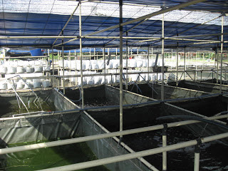 budidaya ikan nilem