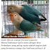 Selamat Datang Mutasi Baru Lovebird