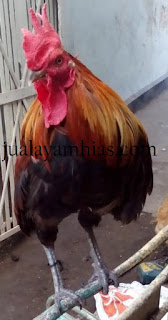 Ayam Pelung Dewasa Jantan