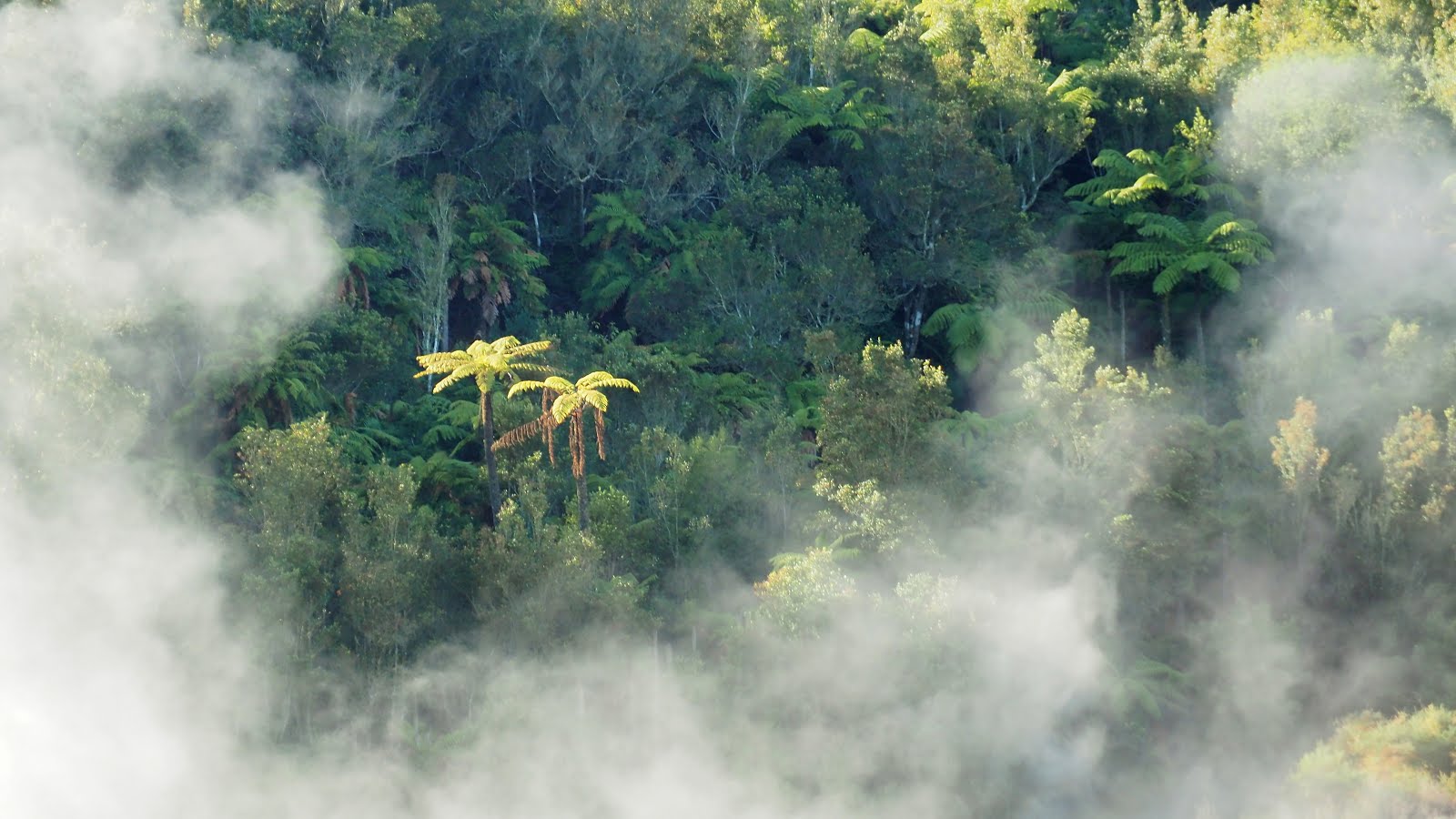 Ferns in steam