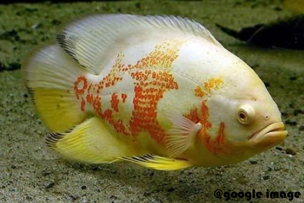 Ikan Hias Oscar Dan Macam Jenisnya Eduvision