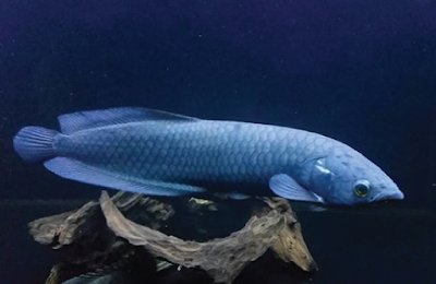 Bentuk Fisik African Arowana
