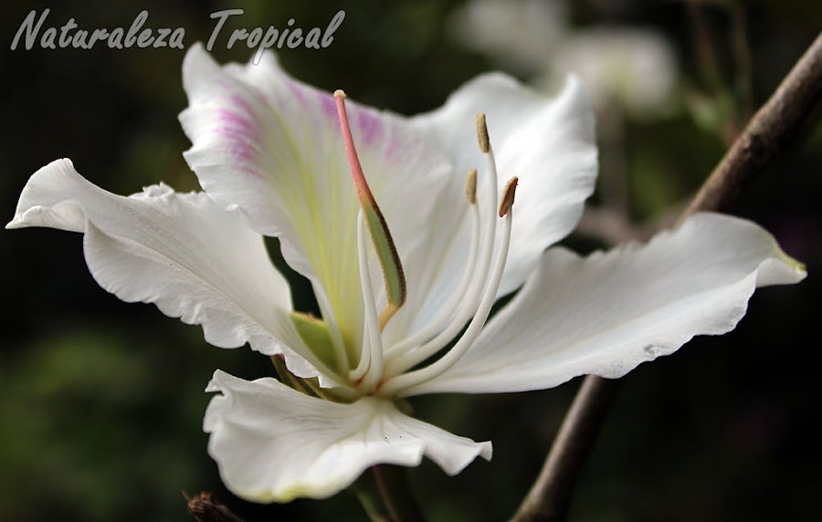 2- Los árboles orquídea (nombre popular de todas las especies arbóreas del género Bauhinia) son de los árboles más comunes en Cuba. Han sido utilizados para adornar bordes de carreteras y crecen además de forma silvestre en la vegetación.
