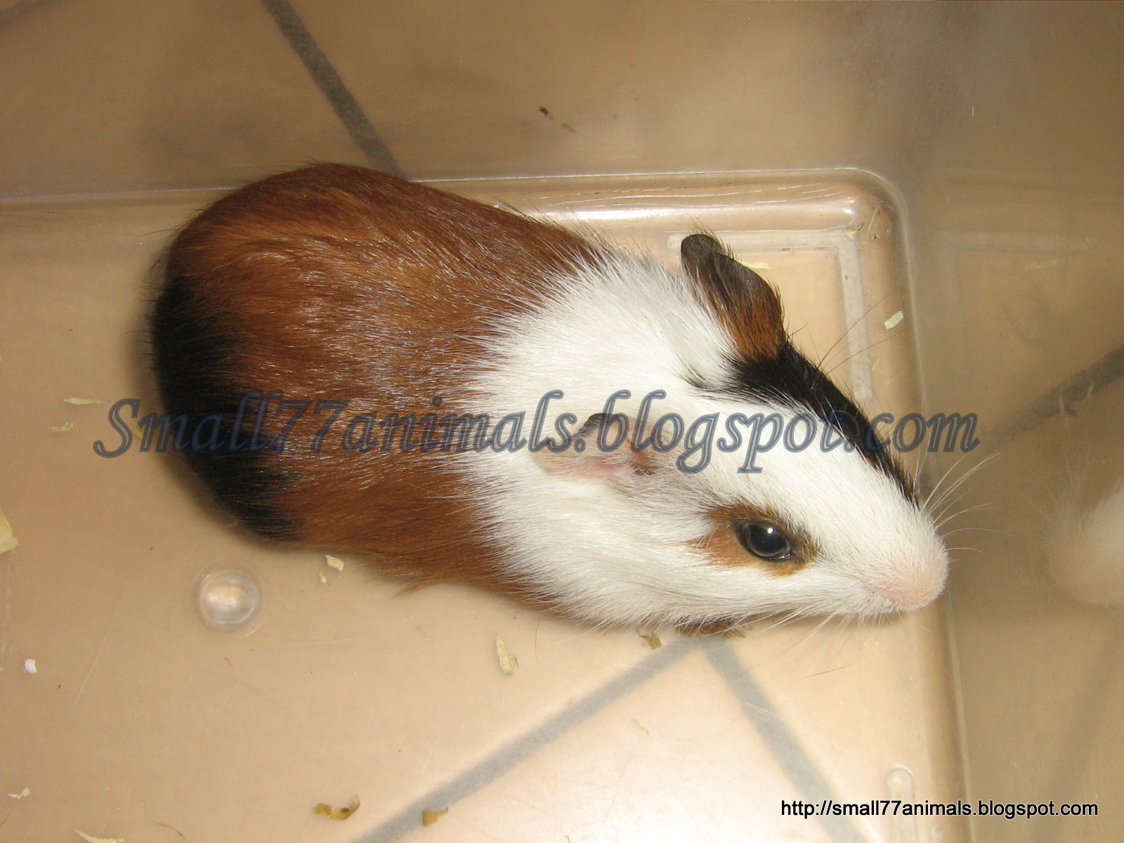 Guinea Pigs for Sale near Me