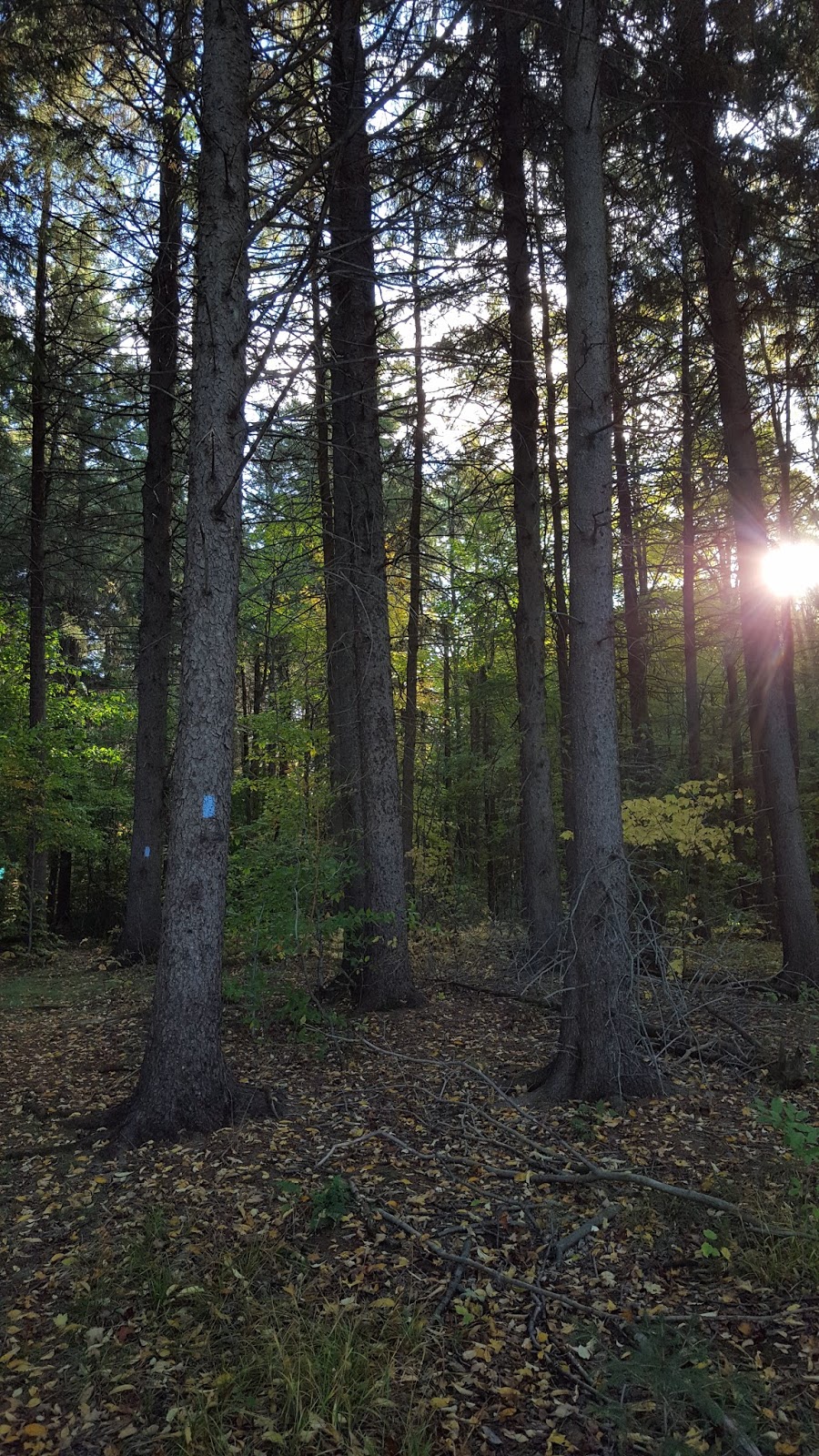Sara Hikes... But Not Enough North Country Trail Stoney Brook Road