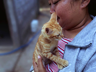 Holding A Brown Kitten In The House At Ringdikit Village, North Bali, Indonesia