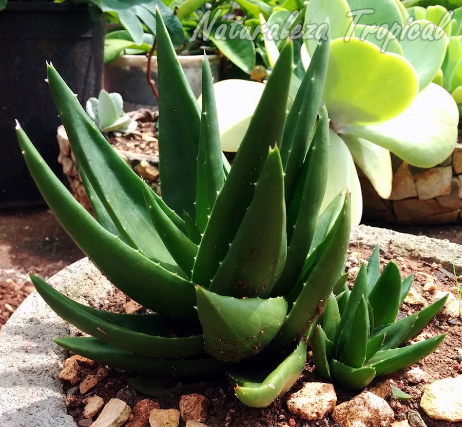 Hijuelos basales en la planta suculenta Alworthia Black Gem