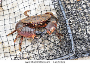 The Truth Behind Crab Meat