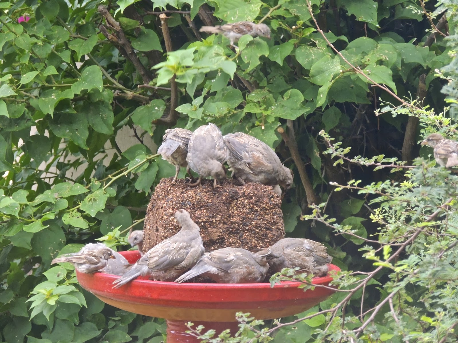 Scottsdale Daily Photo Photo Quail feeding at bird block