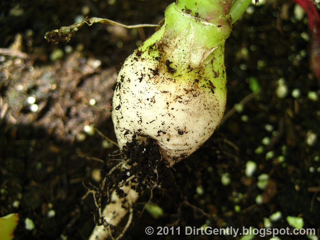 Dirt Gently's Horticultural Adventures Bolting Radish