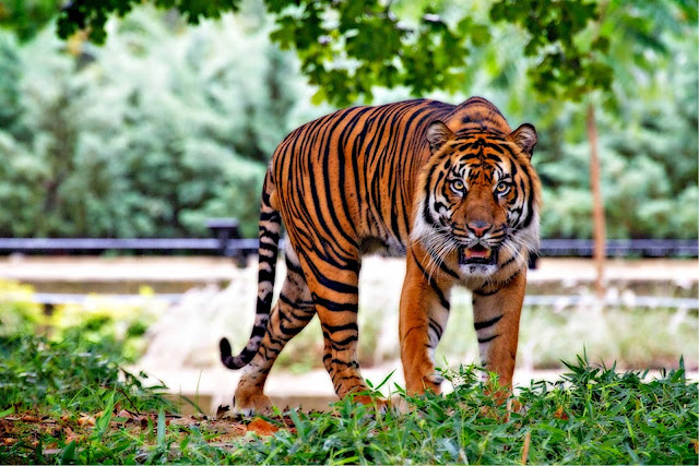 animal pictures animal pictures