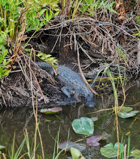 Everglades National Park Everglades National Park