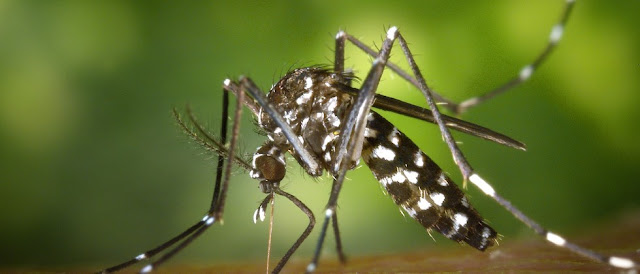 Sepele Sih, Namun Perilaku Ini Jika Dibiarkan Akan Berakibat Nyamuk Aedes Berkembang Pesat