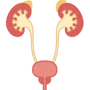 腎臓と膀胱のイラスト