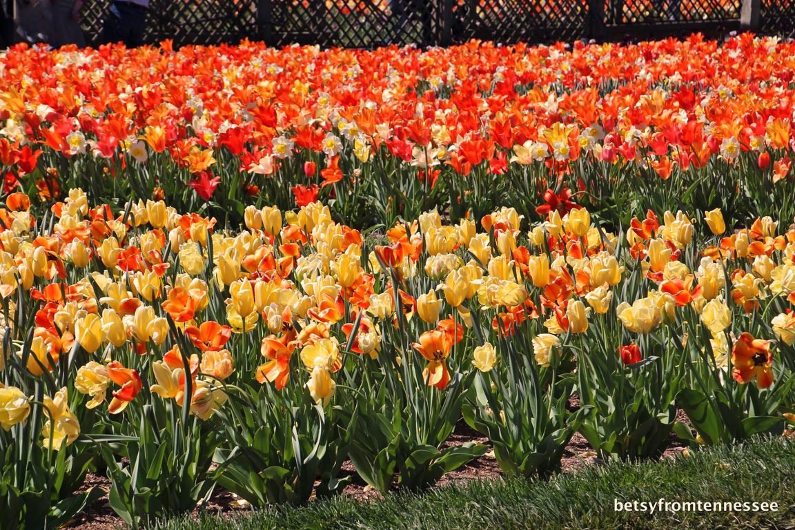 JOYFUL REFLECTIONS Tulips and Azaleas from Biltmore House and Gardens