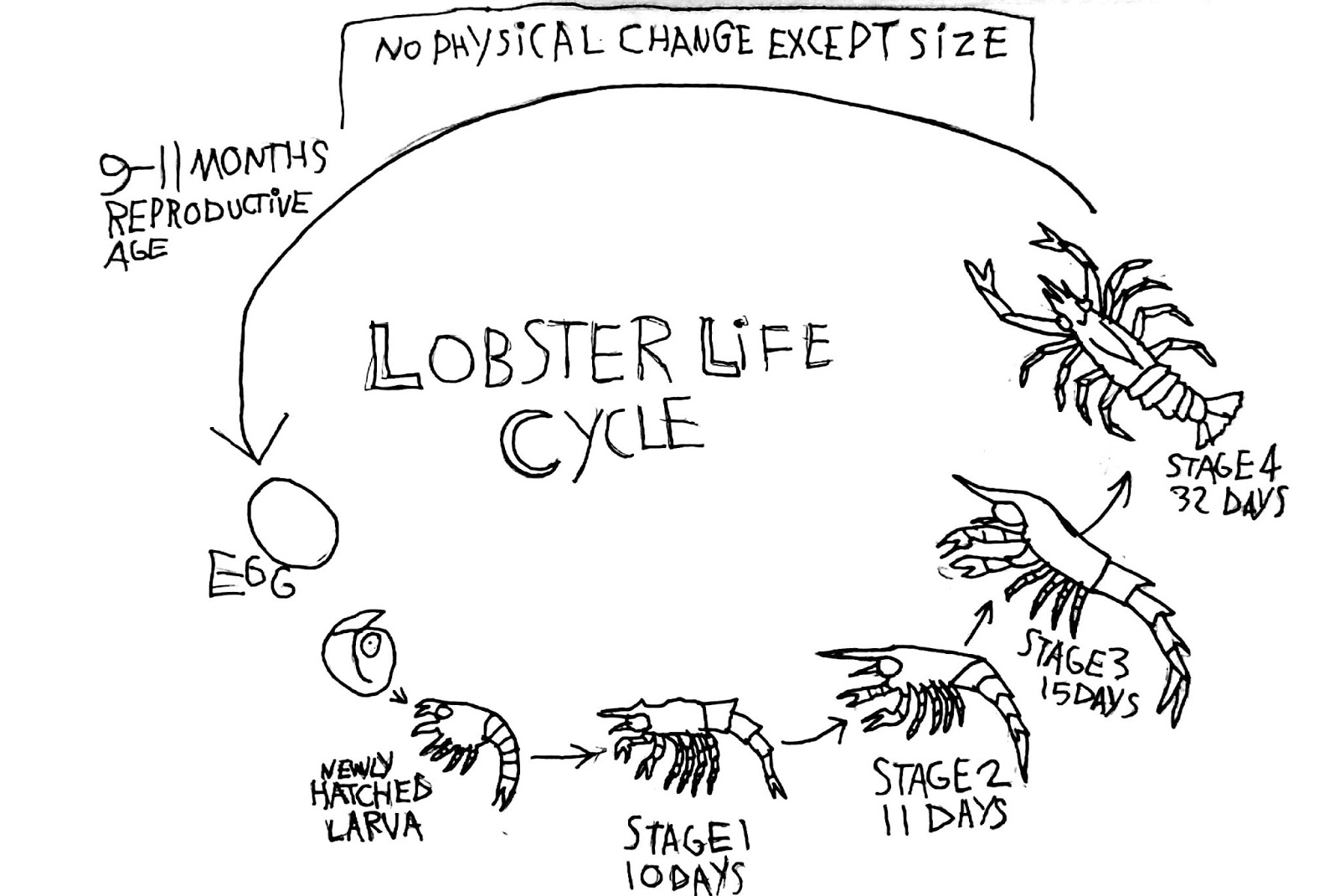The Life Cycle Of A Lobster