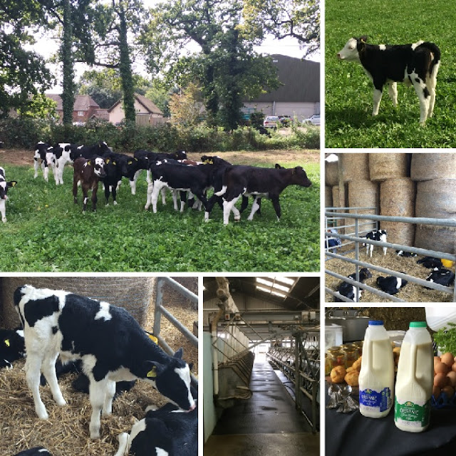 Homemade Organic Condensed Milk and a visit to Cockhaise Organic Farm