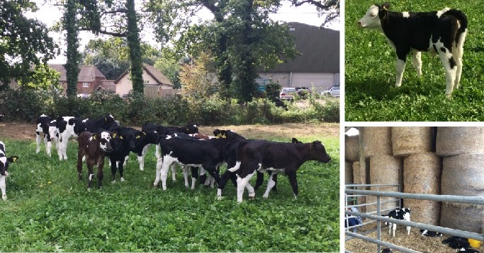 Arla Foods Uk Hr Contact Email Arla Foods Uk Hr Contact Email