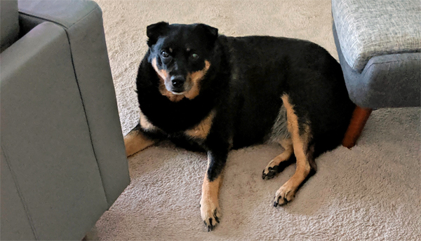 image of Zelda the Black and Tan Mutt sitting on the floor of the living room right in between the end of the sofa and a chair, looking up at me