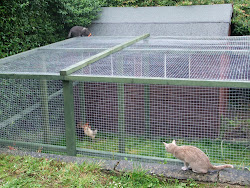 chicken run garden hens cats making