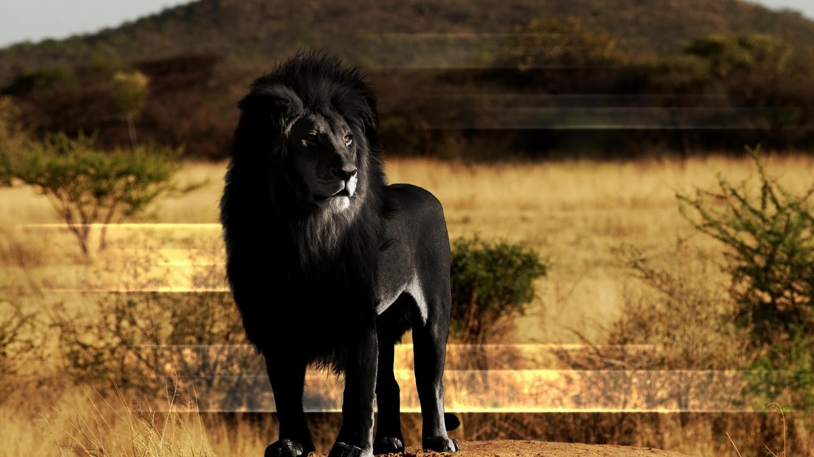 Fond D Ecran Lion Noir Et Blanc Fonds D Ecran Hd