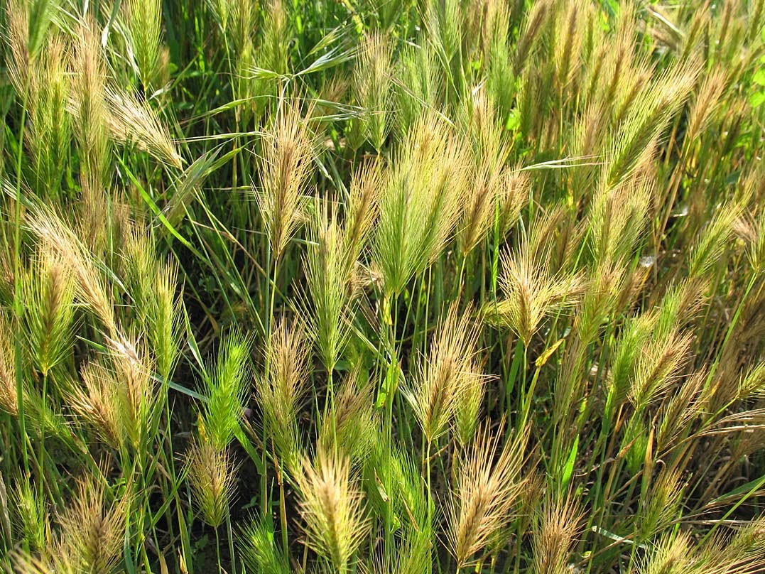 Graminees Sauvages Comestibles