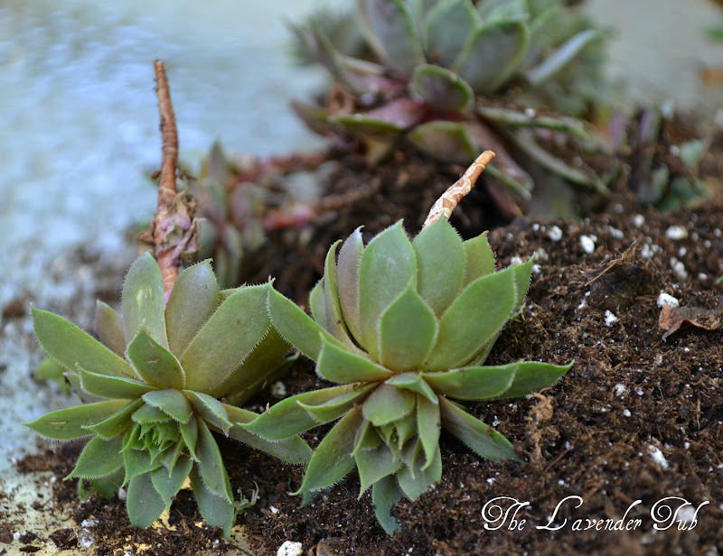 The Lavender Tub Hen and Chicks Succulent Basket