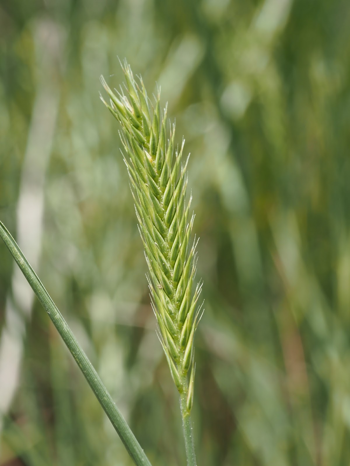 What's Growing in Colorado The Grass of the Field