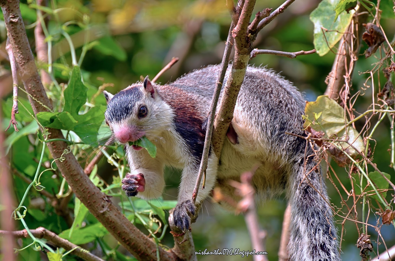 Explore Sri Lanka by A Field Naturalist: Sri Lanka Giant Squirrel - Ratufa  Macroura ශ්‍රී ලංකා දඩුලේනා