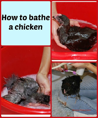 How to bathe a chicken