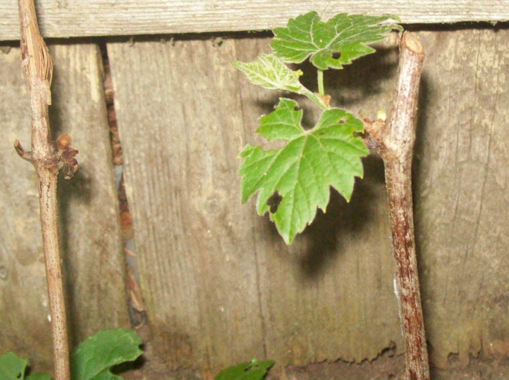 Life in a Deer Yard GRAPE EXPECTATIONS ( MY CONCORD GRAPE ) FROM VINE