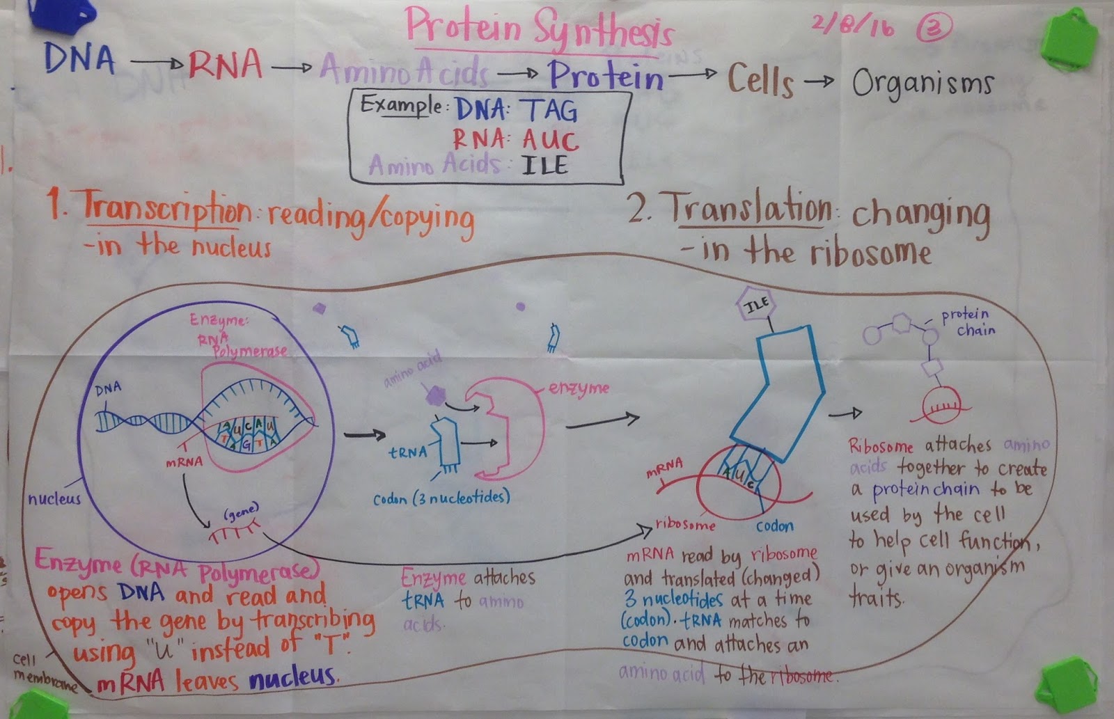 mrs paul biology adv biology notes charts 2015 2016 evolution chart biology