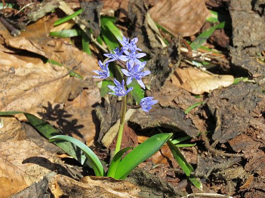 Cebulica dwulistna (Scilla bifolia L.). Cebulica dwulistna (Scilla bifolia L.).